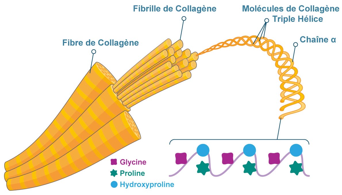 Fibre de Collagène