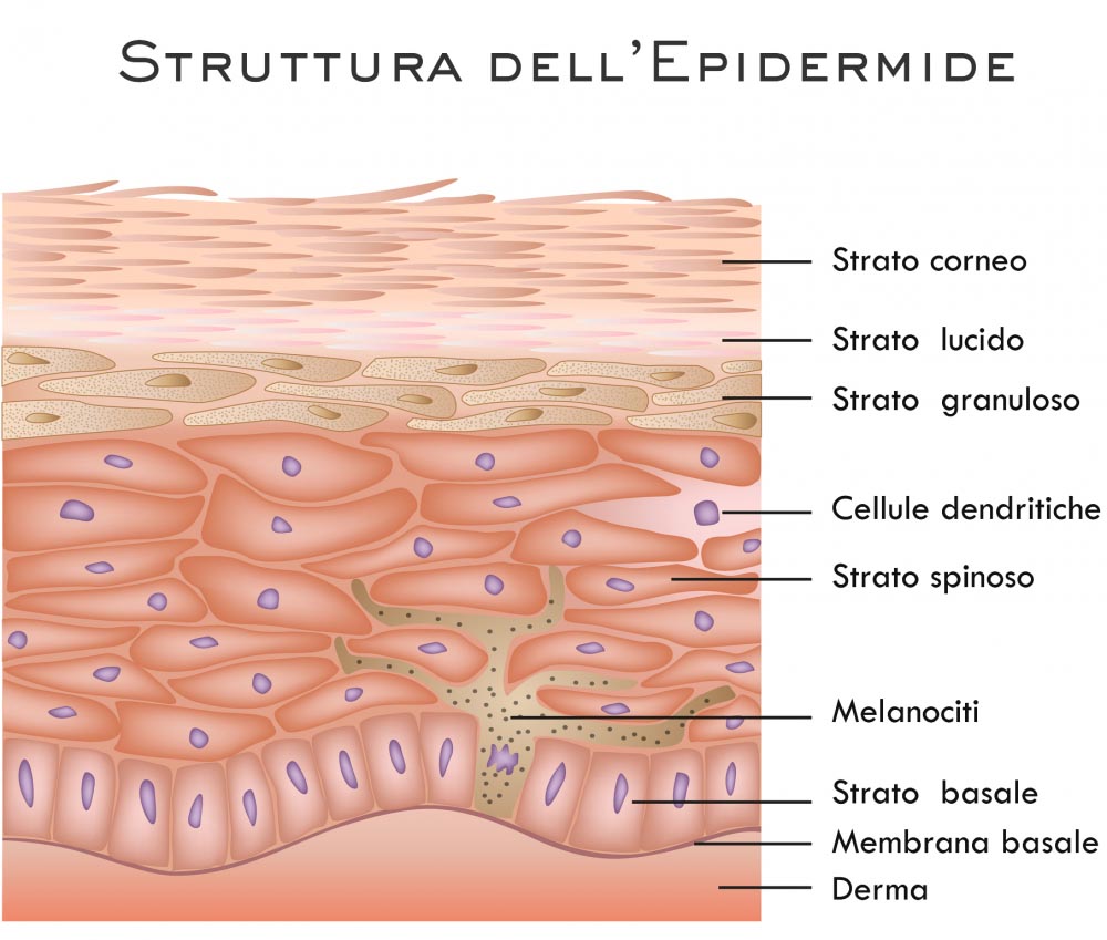 Epidermide