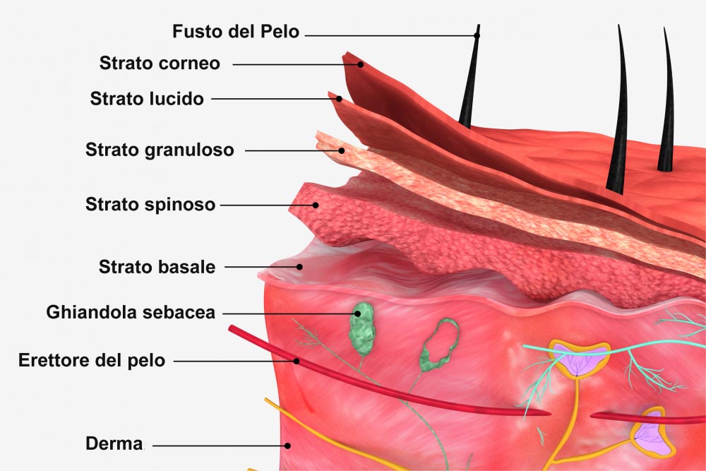 Epidermide - Strati e Struttura