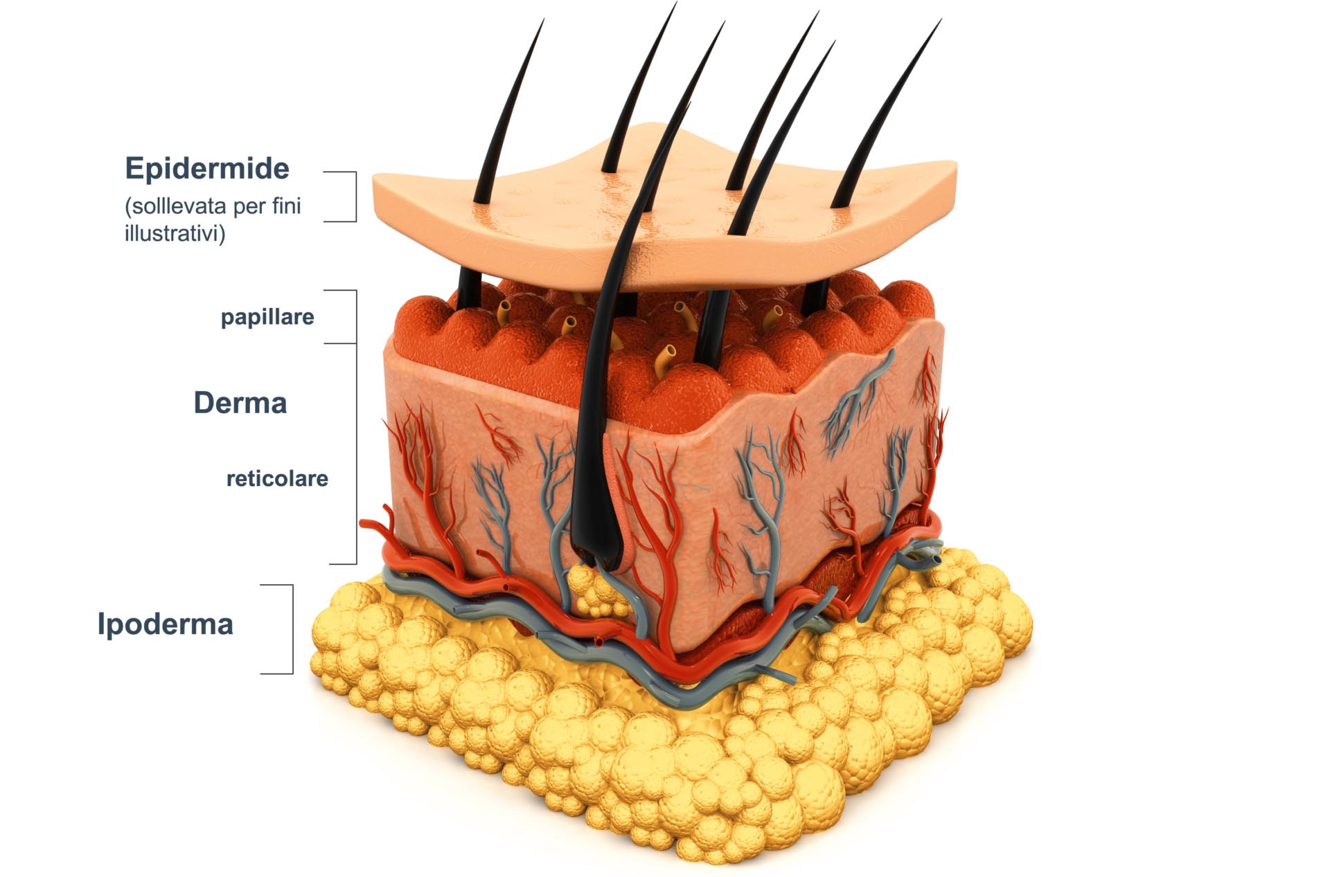 Ipoderma e Struttura della Pelle