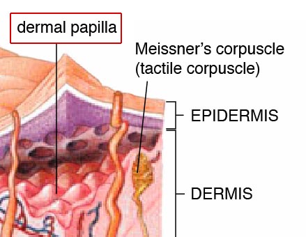 papilla derma