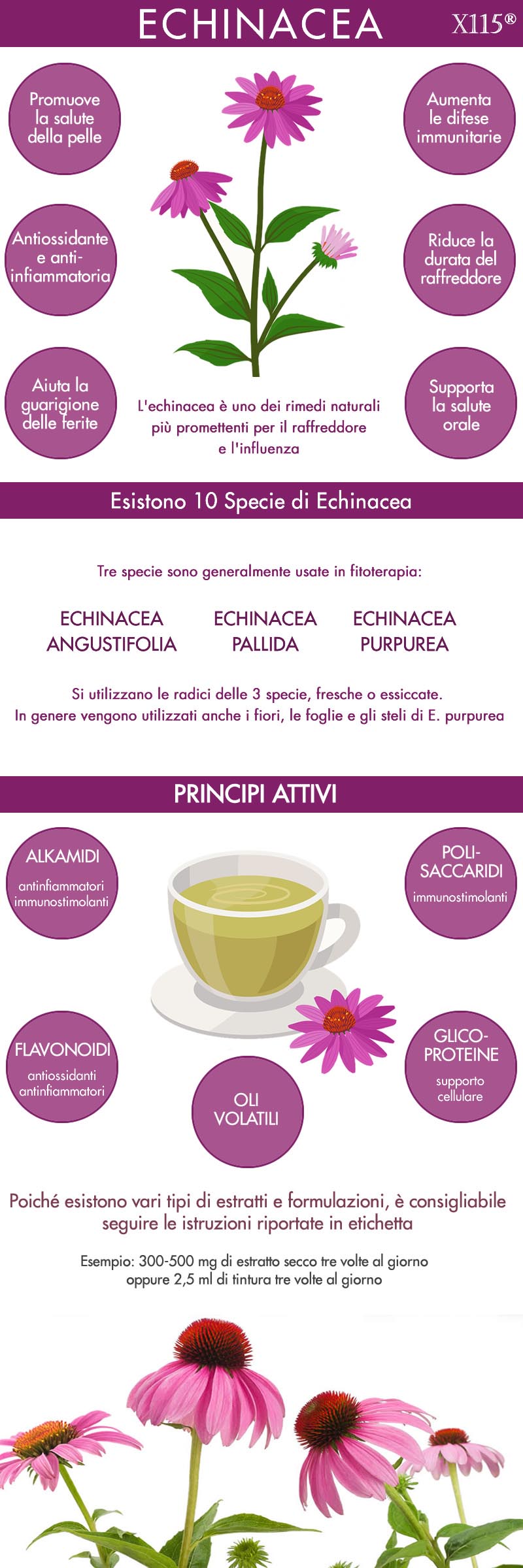 Echinacea Infografica