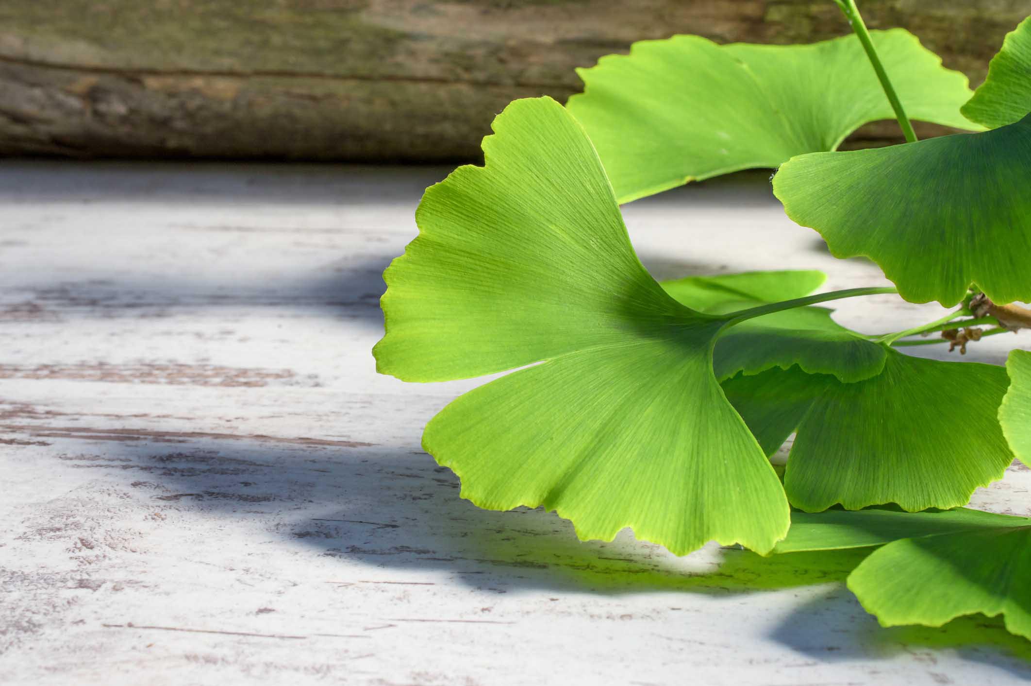 Ginkgo Biloba