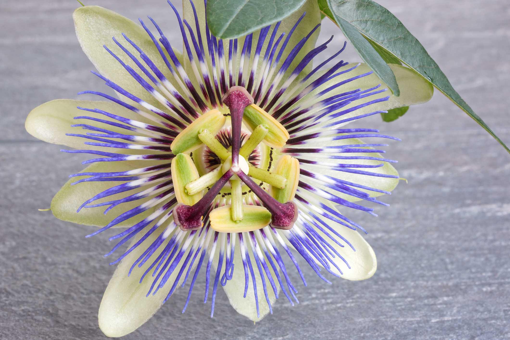 Passiflora