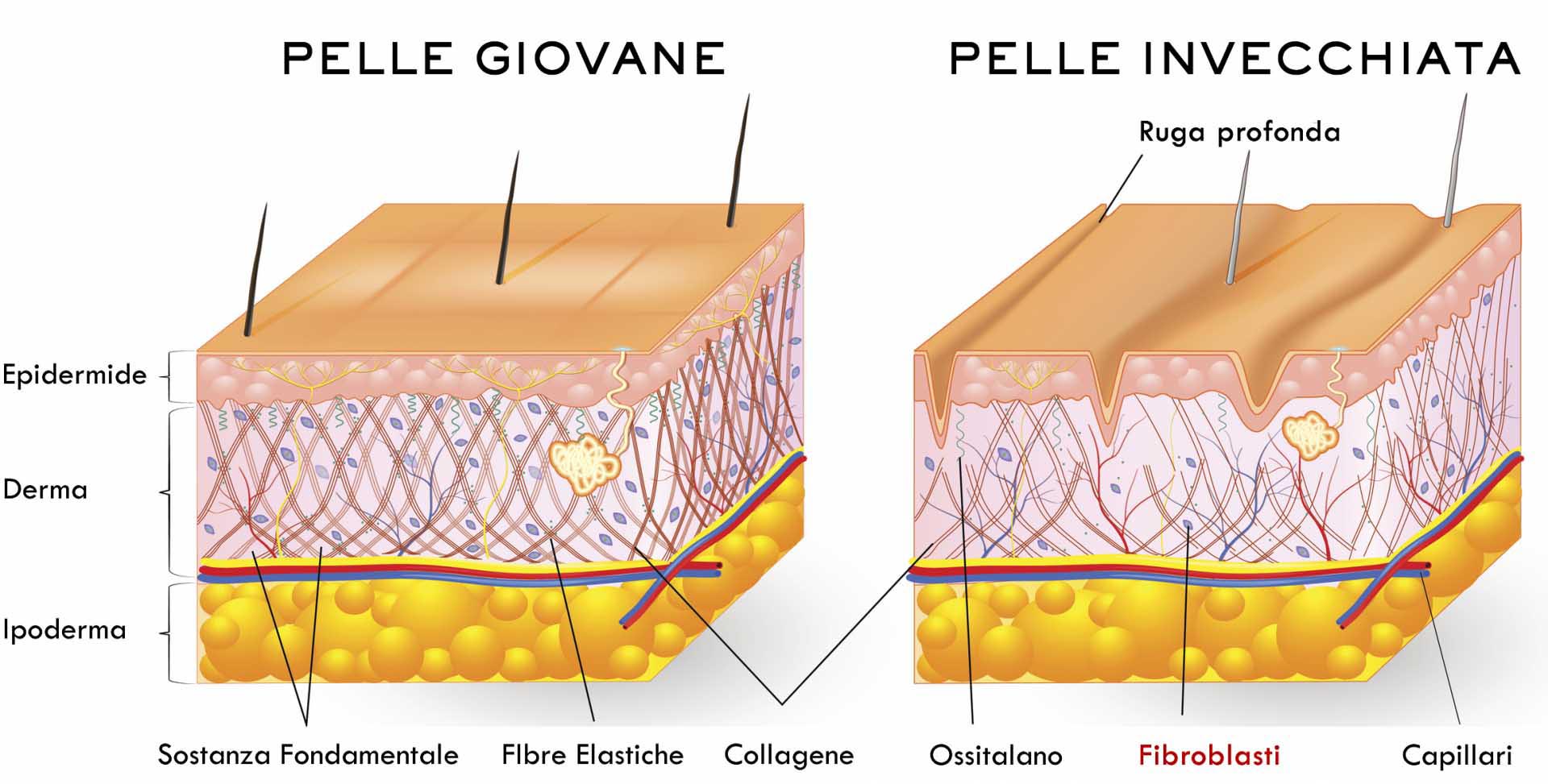 Fibroblasti Dermici Pelle