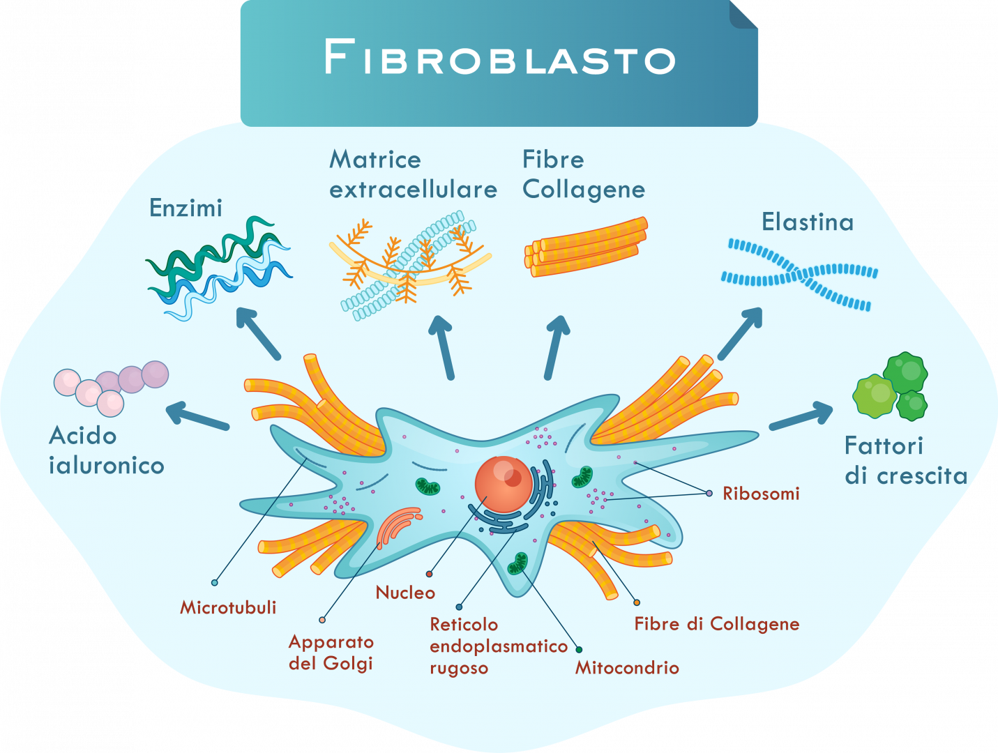 Fibroblasto Pelle