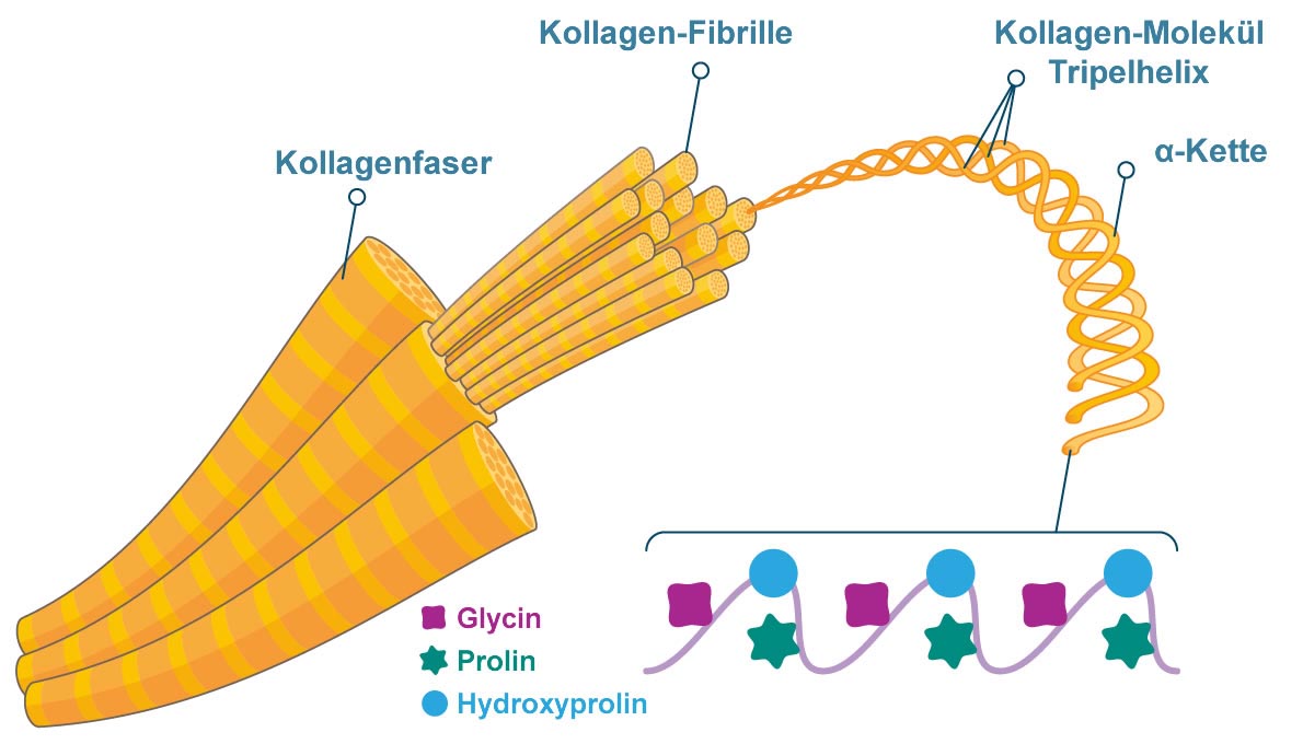 Kollagen Fibrille