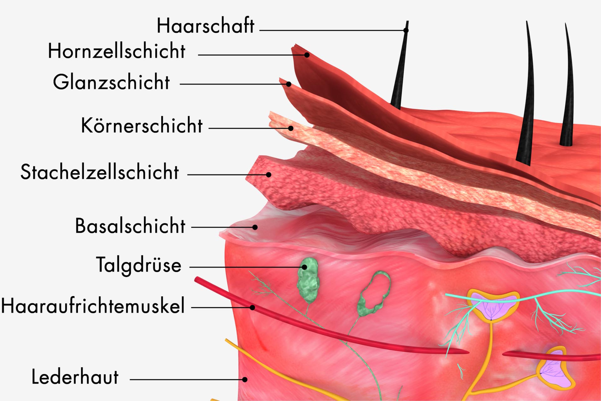 oberhaut