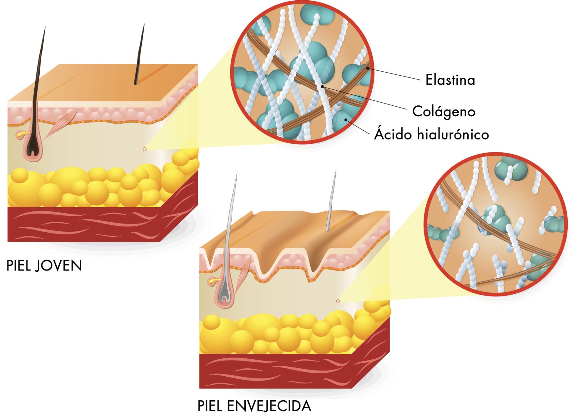 colageno acido hialuronico