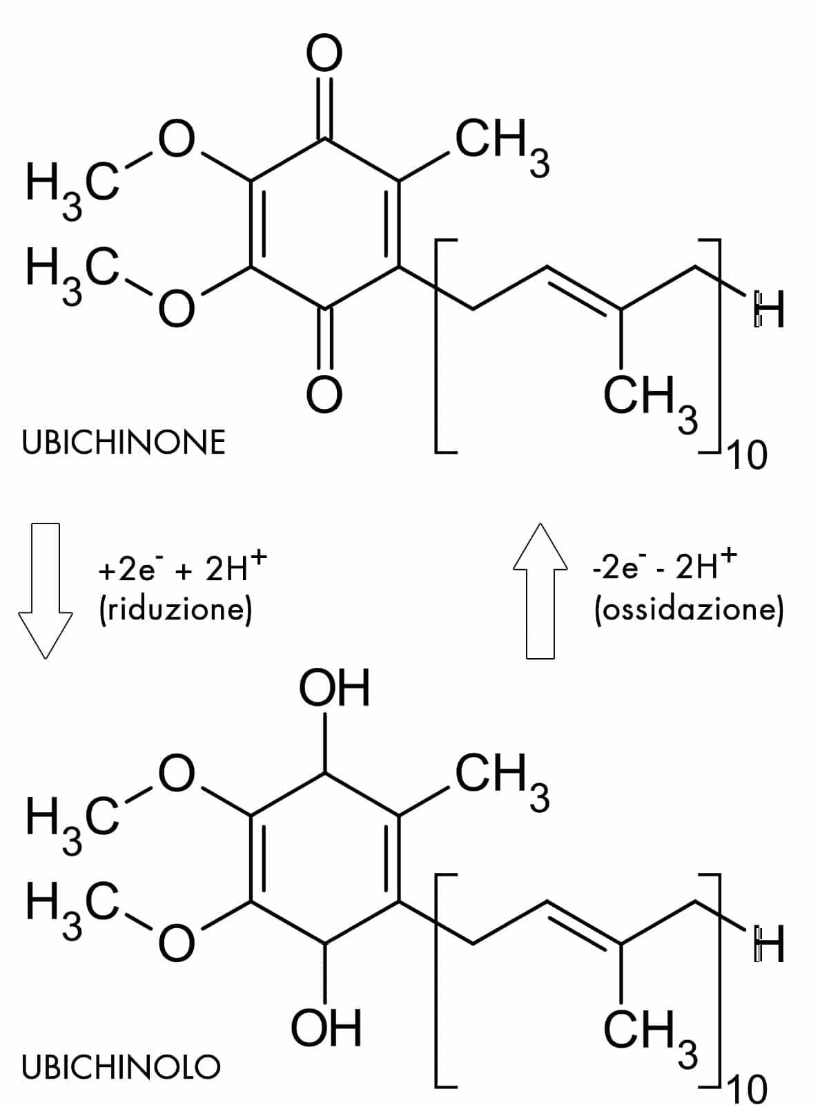 Ubiquinone Ubiquinolo