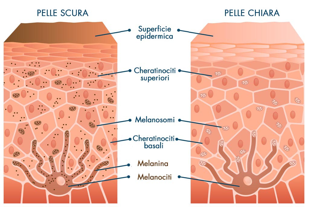 Pelle Chiara Scura Melanina