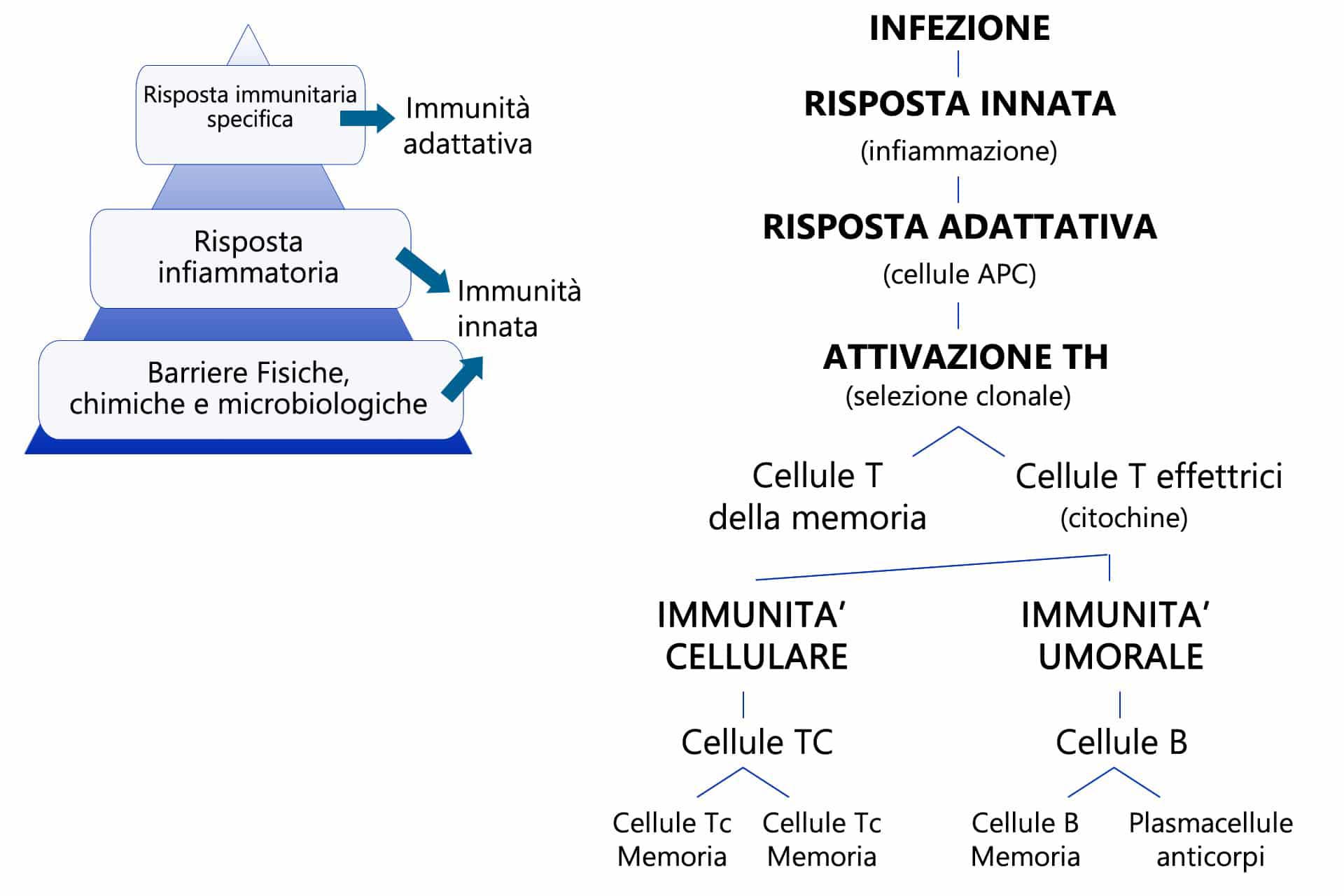 Risposta Immunitaria