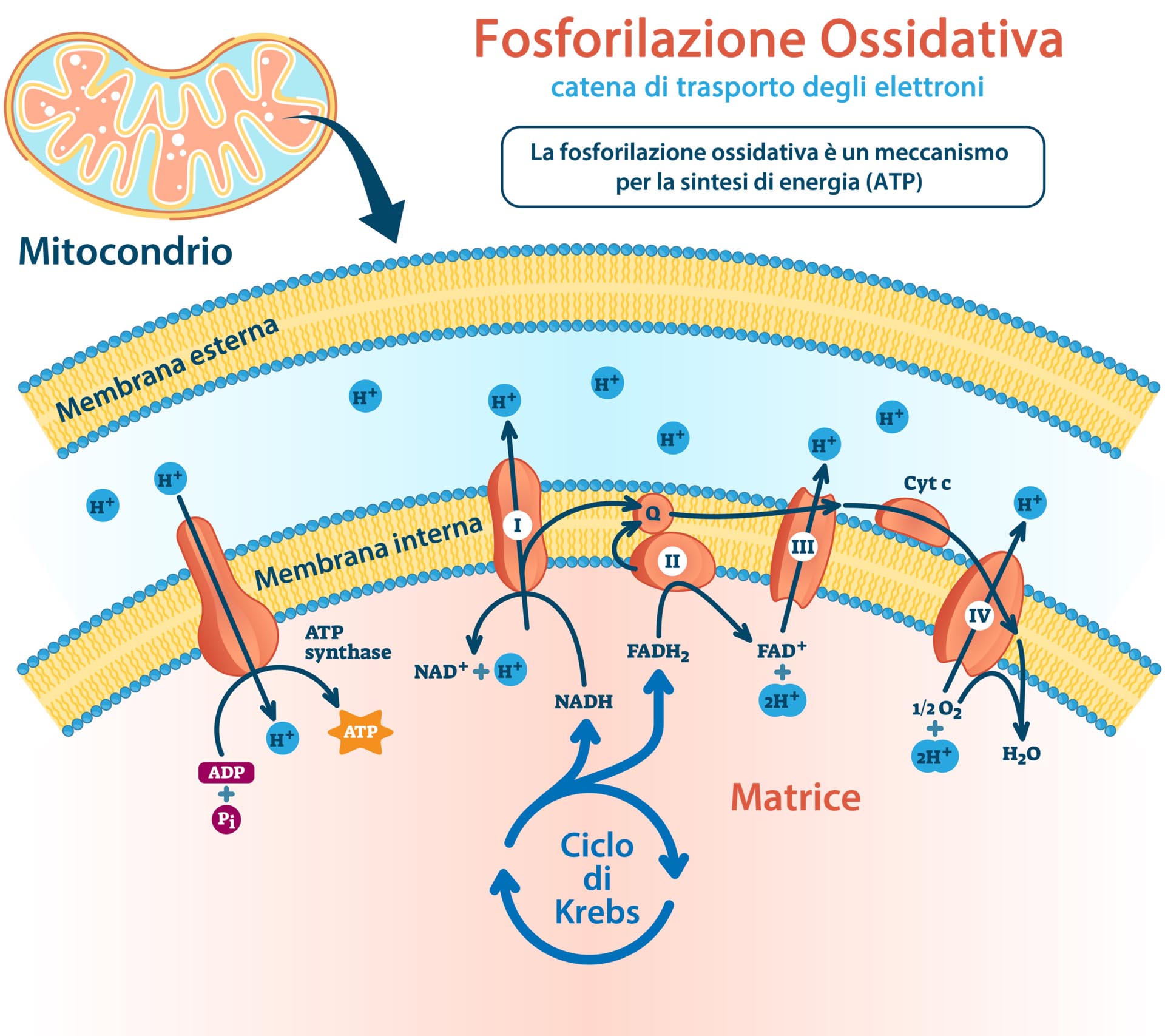 Fosforilazione ossidativa - catena di trasporto degli elettroni