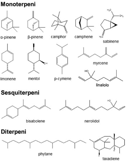 Terpeni