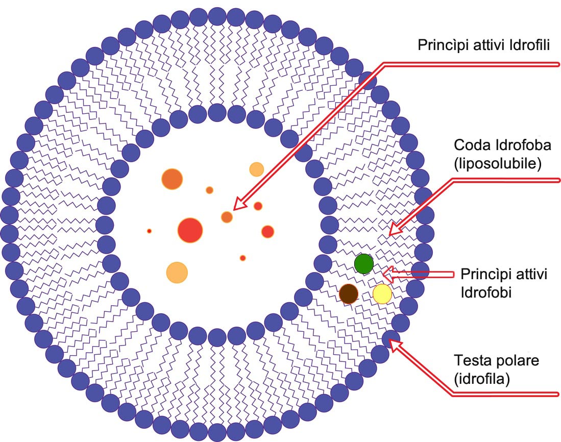 Liposoma - Struttura chimica