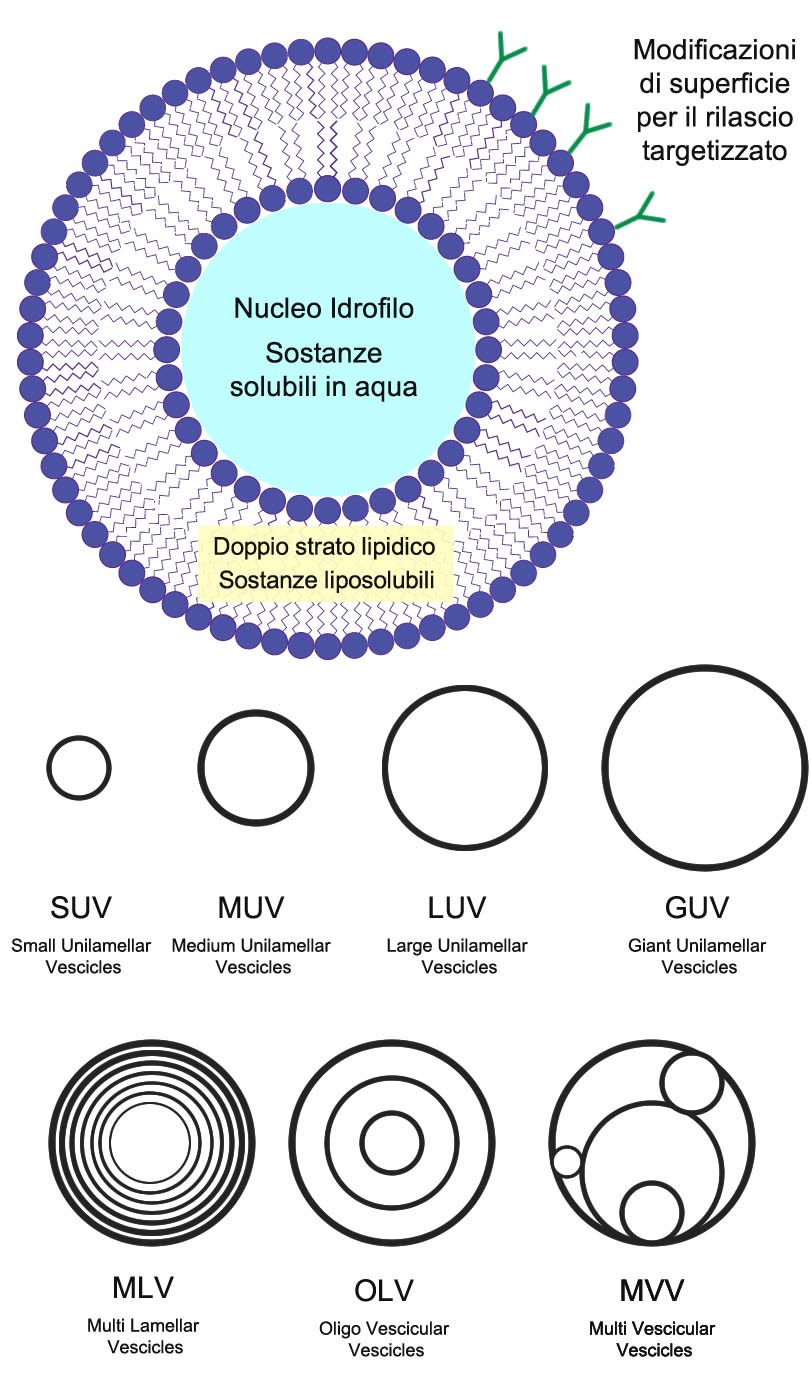 Tipi di Liposomi
