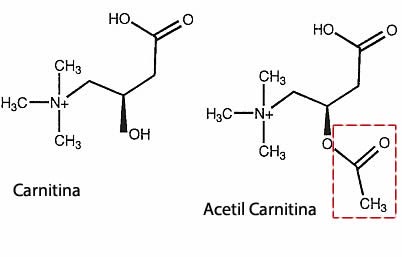 Sintesi acetil carnitina