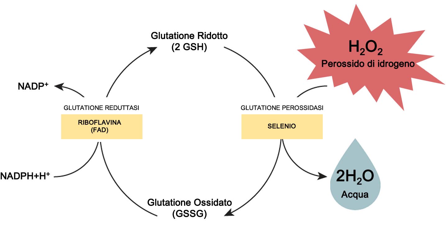 Glutatione Perossidasi come Funziona