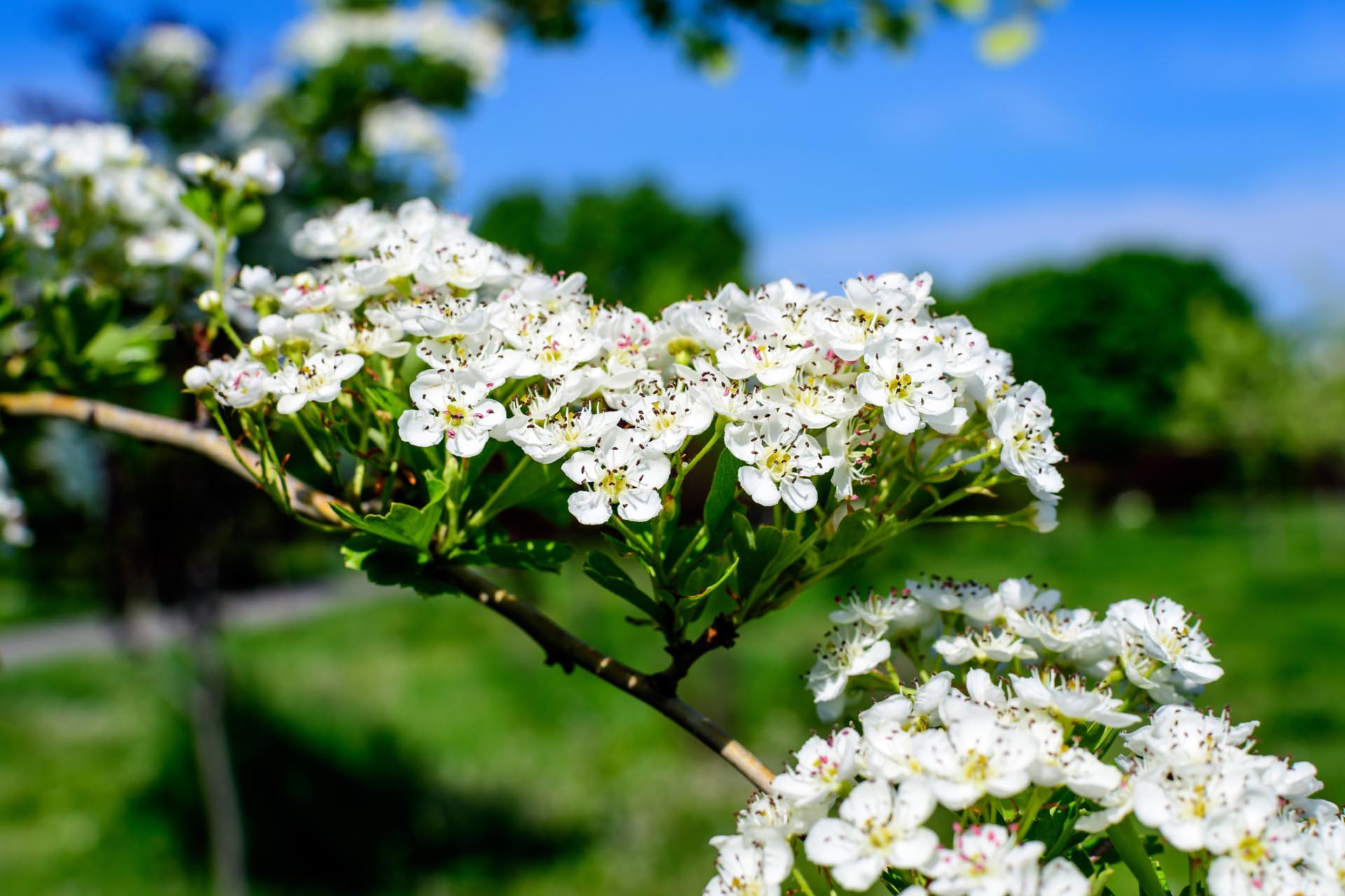 biancospino fiori pianta