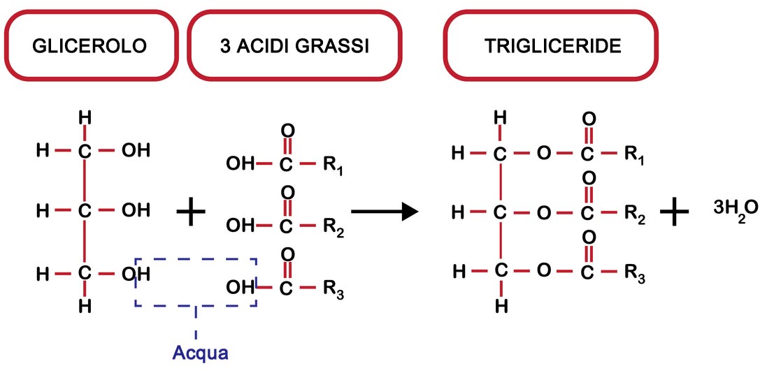 Sintesi di Trigliceridi