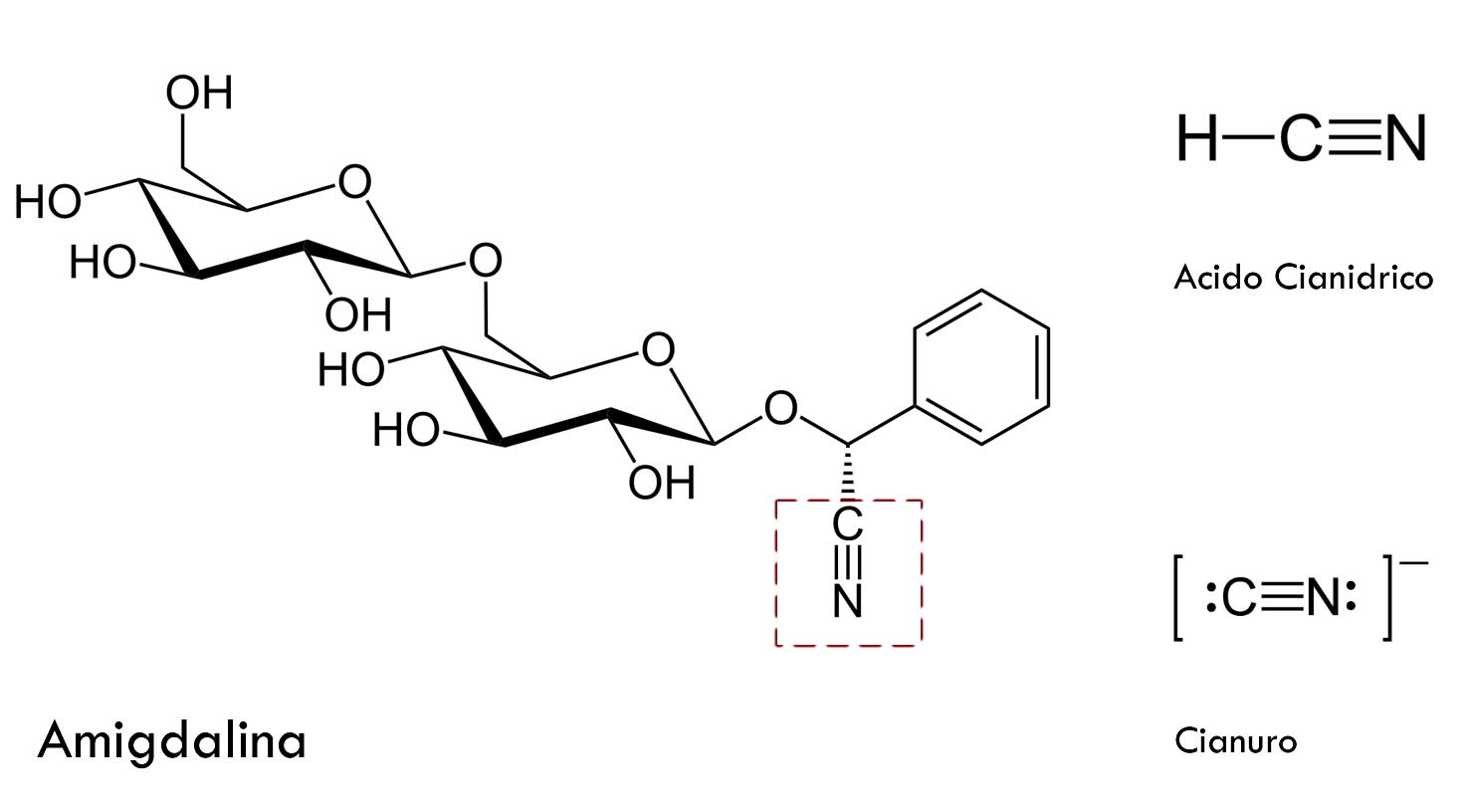 amigdalina cianuro acido cianidrico