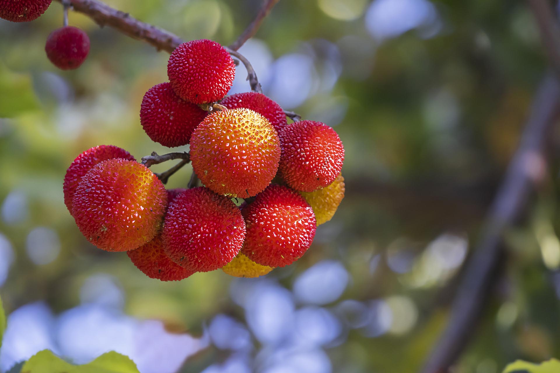 Corbezzolo Frutti Maturi