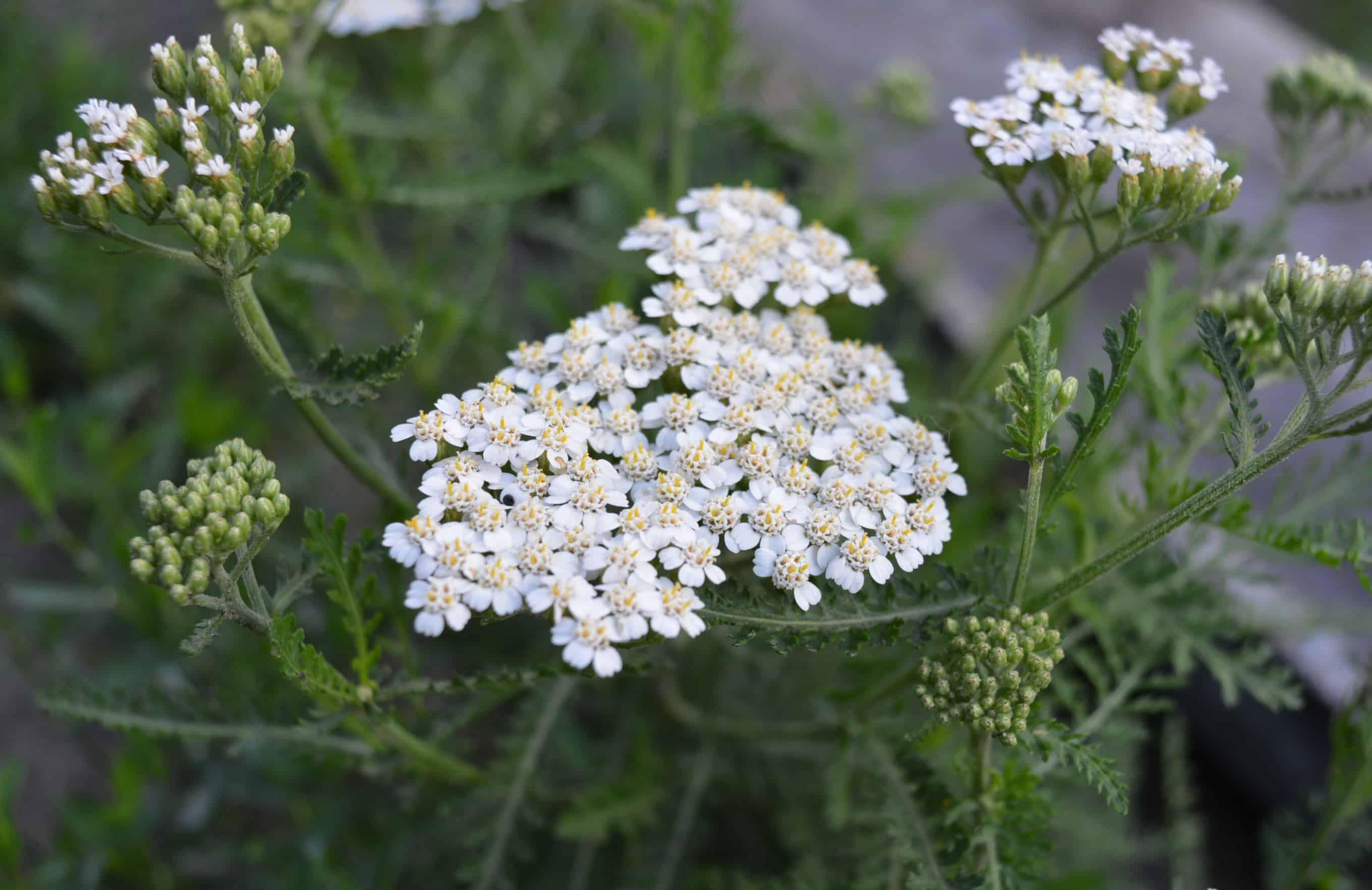 achillea