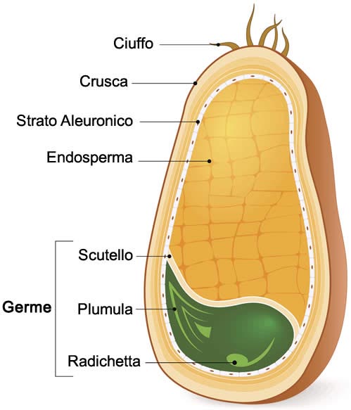 Seme Cereali