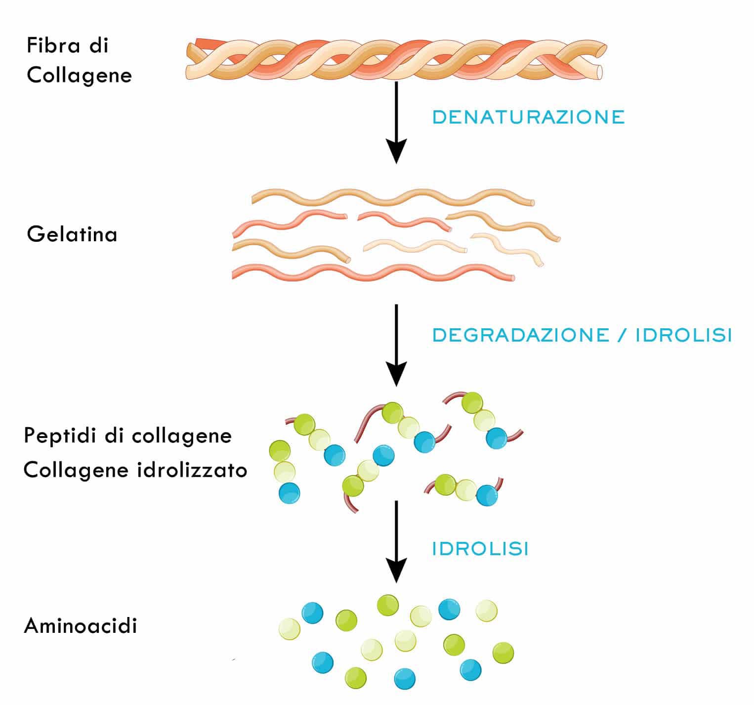 idrolisi del collagene