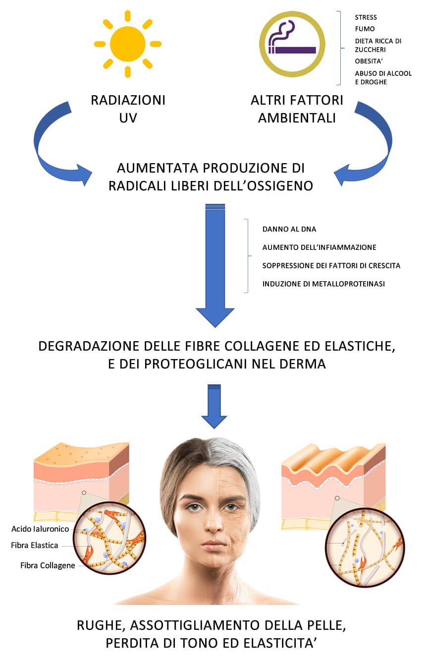 collagene degradazione