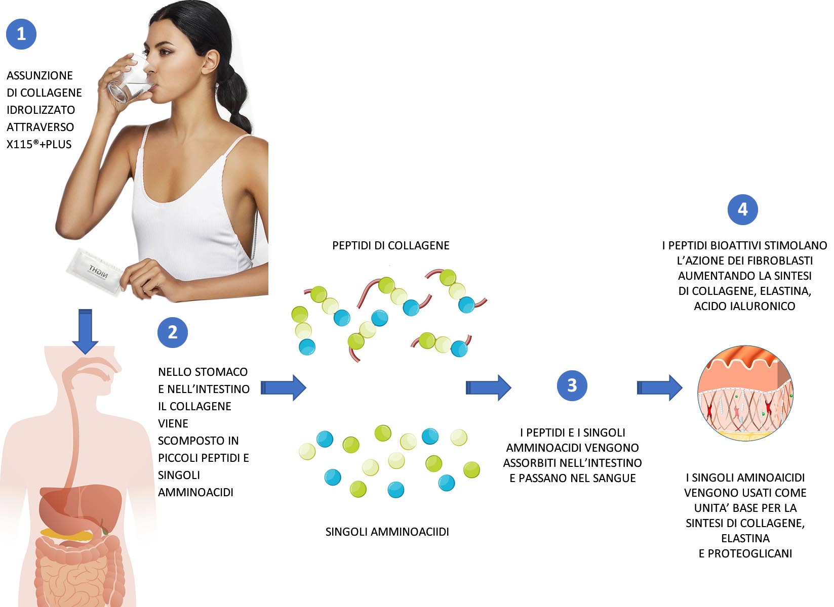 come funziona il collagene