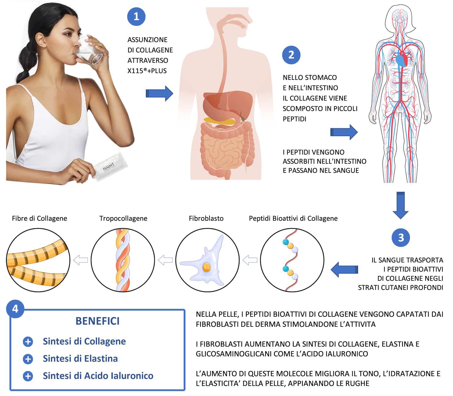 digestione collagene