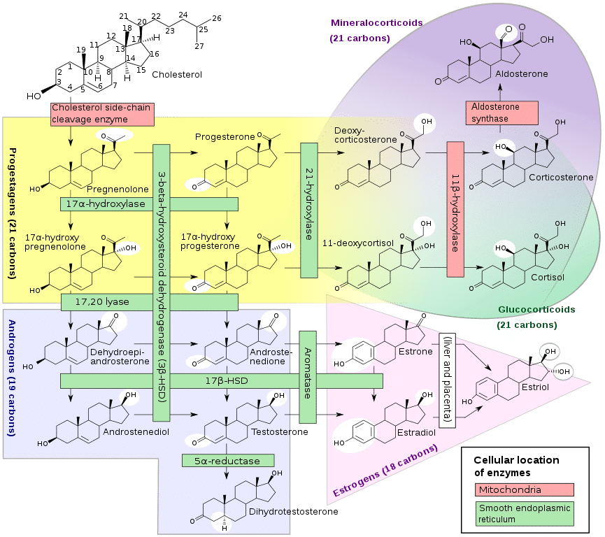 Androstenedione Steroidogenesi