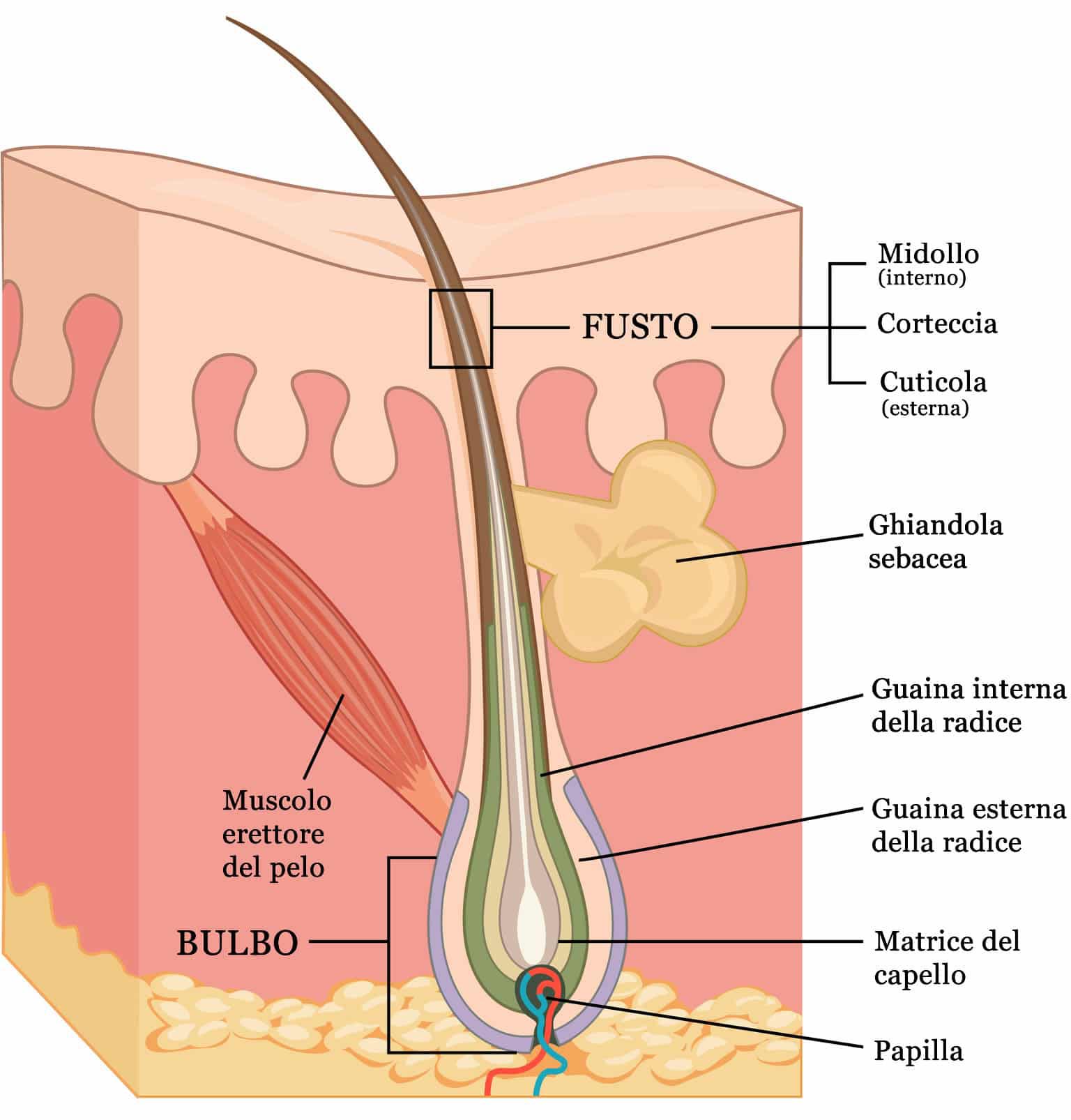 Cuoio capelluto