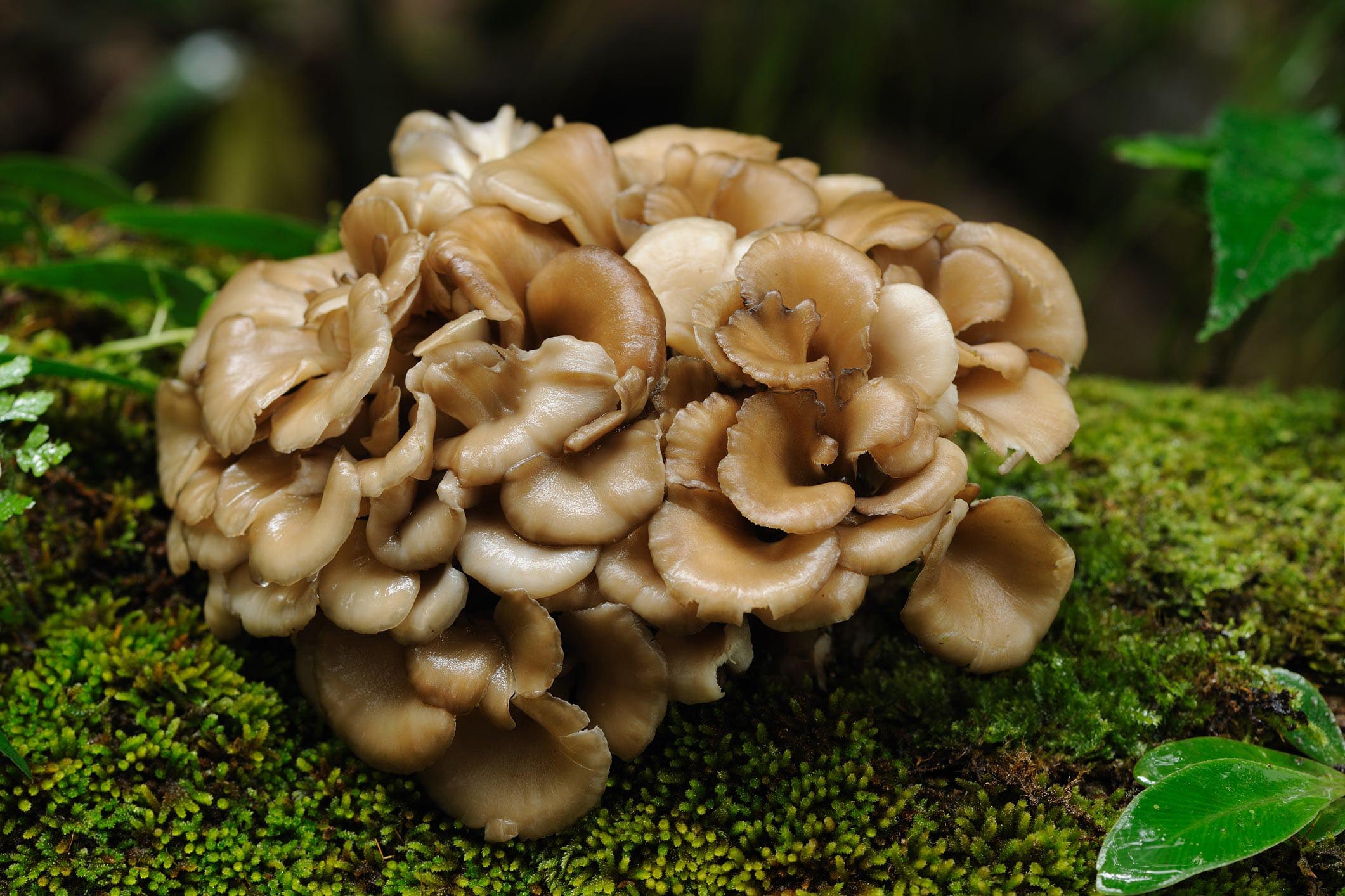 maitake