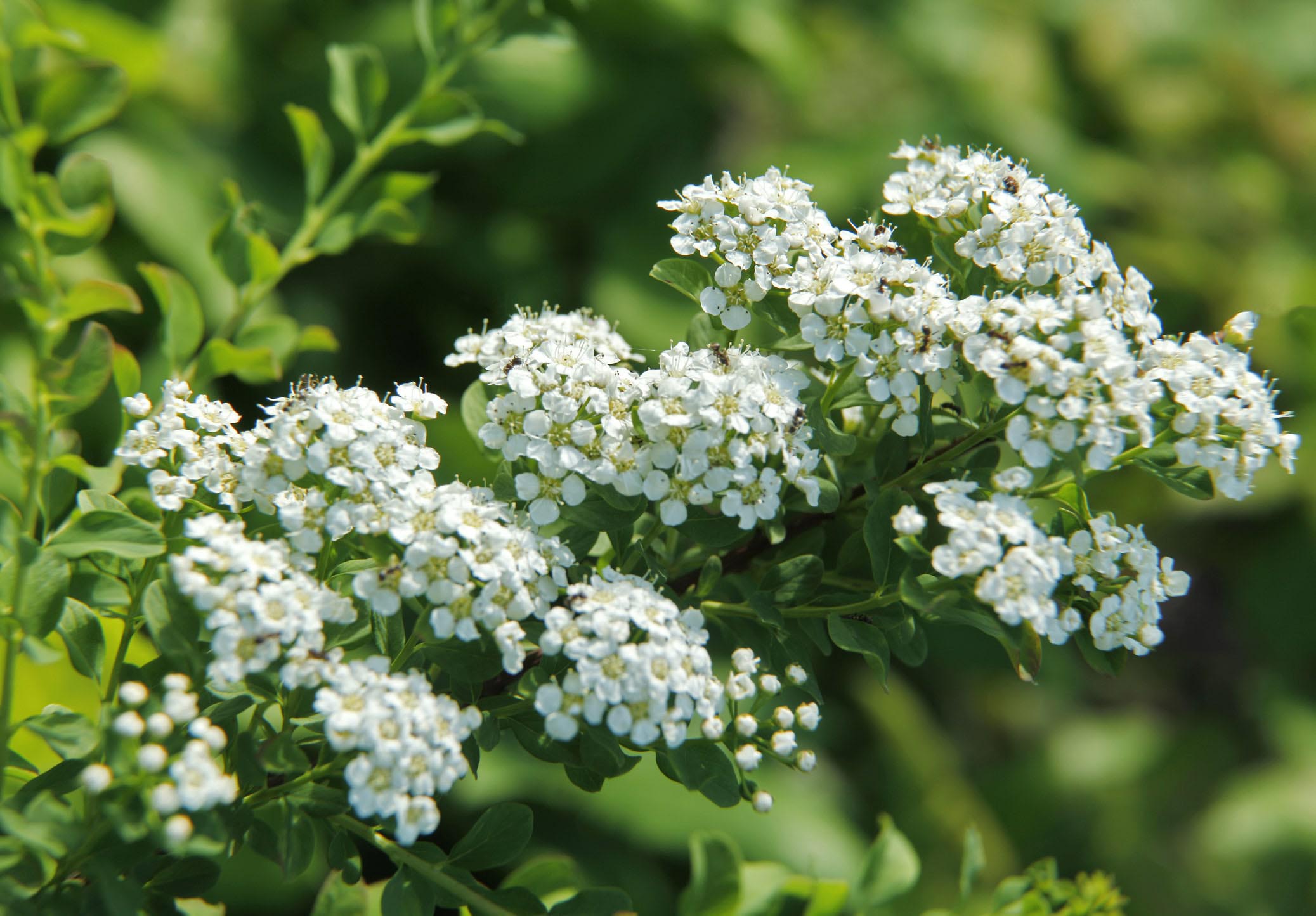 spirea olmaria