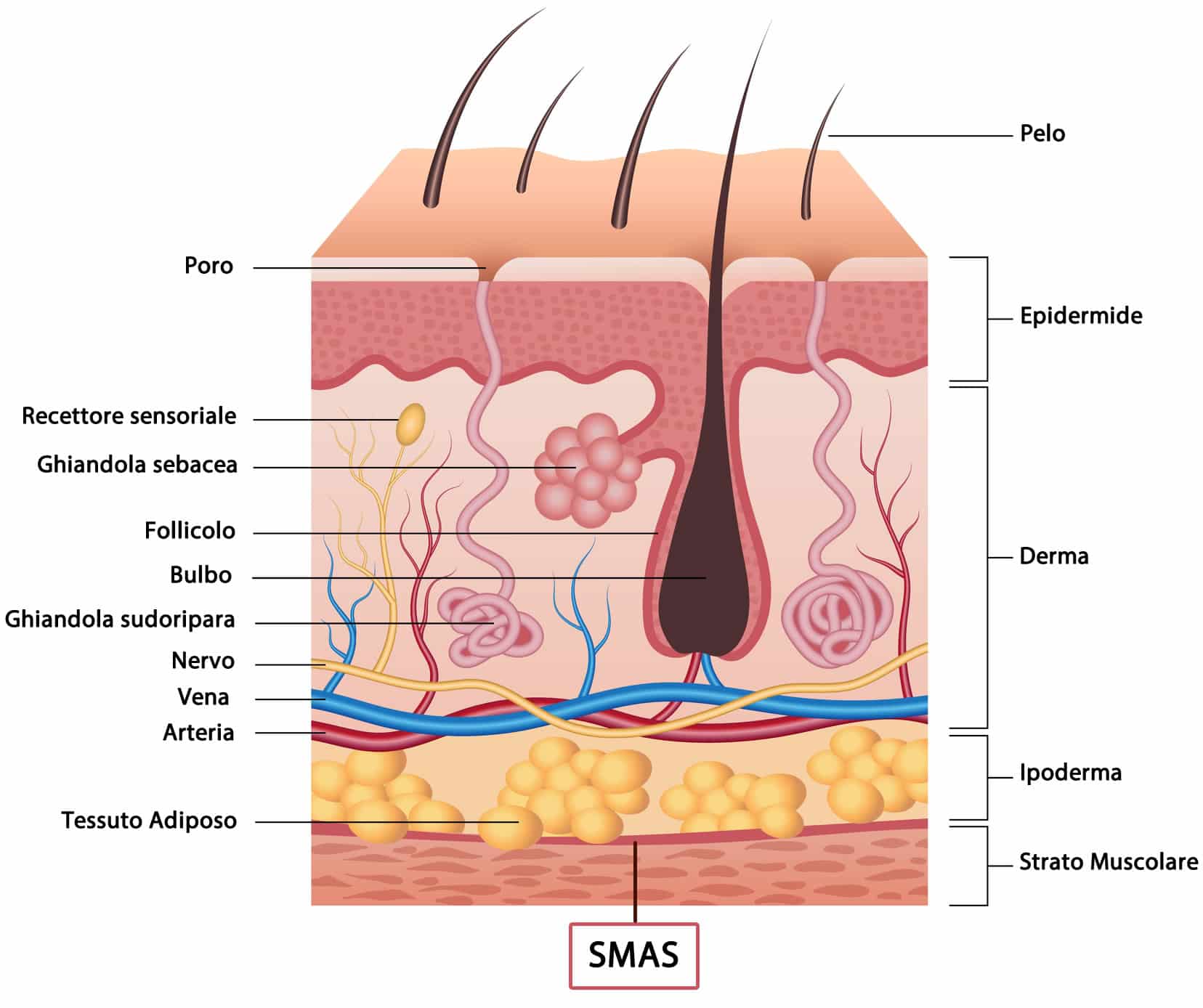 Struttura della Pelle con Derma, Ipoderma, SMAS