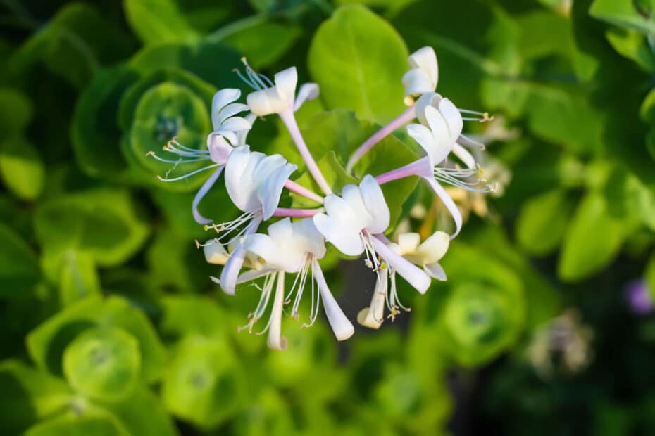 Lonicera Japonica