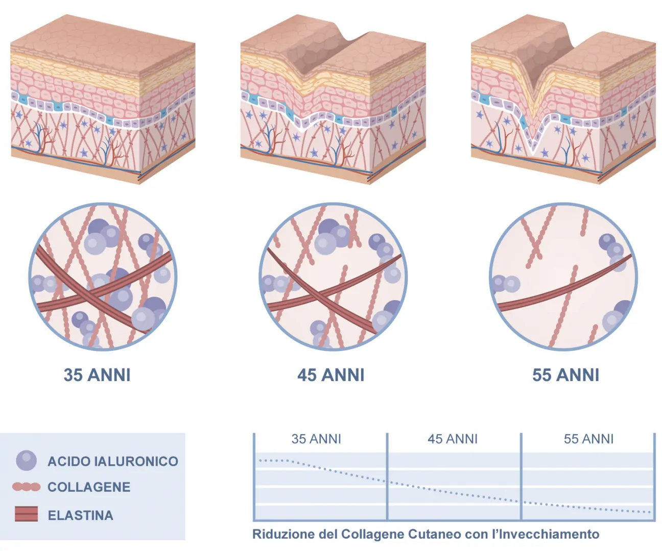 Collagene Invecchiamento