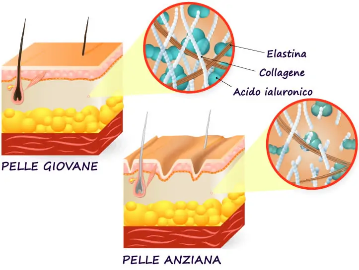 Collagene Pelle