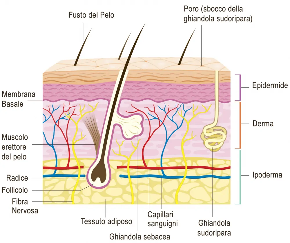 derma struttura