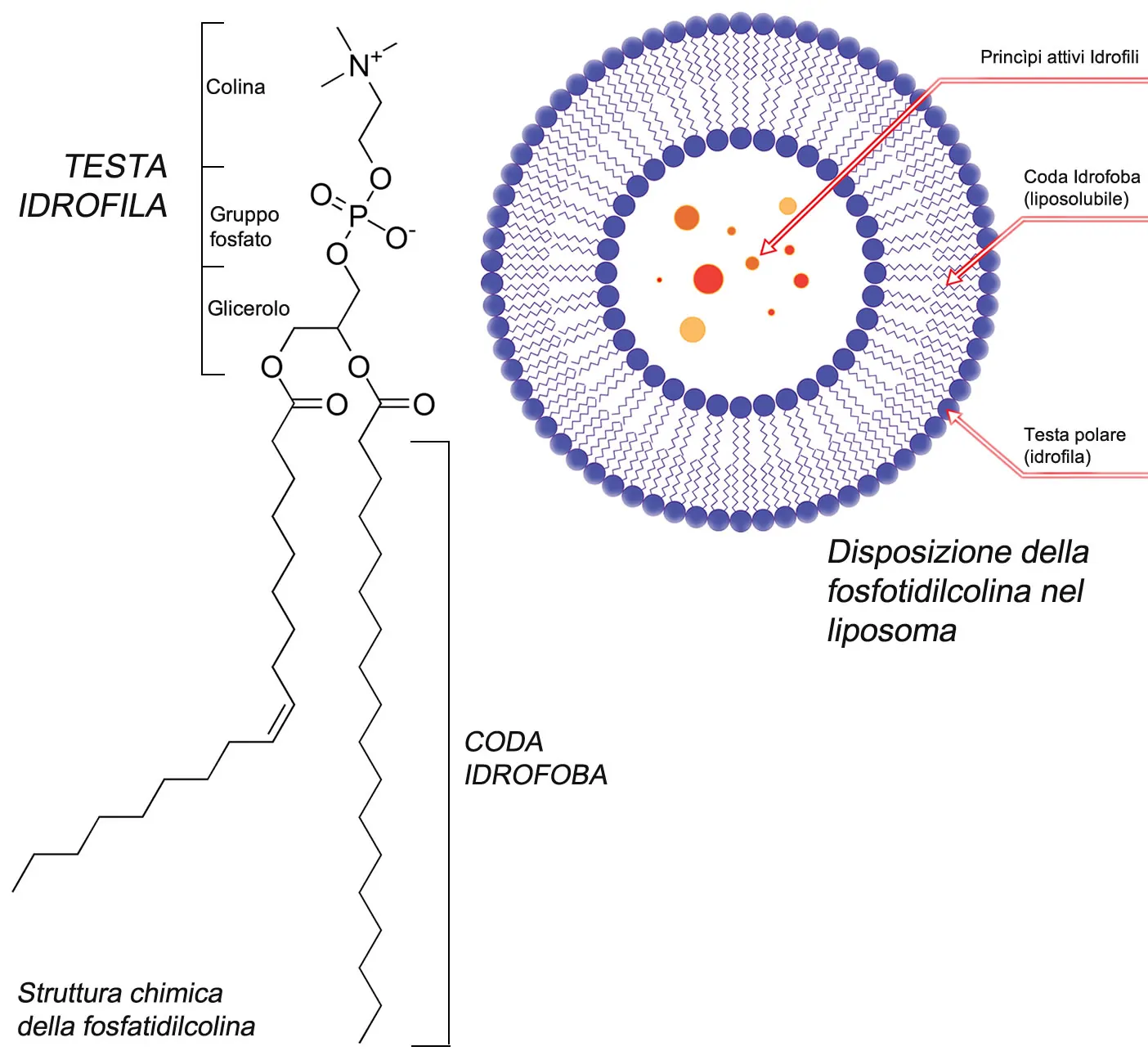 Fosfatidilcolina