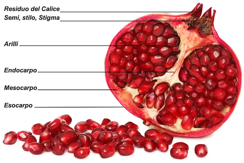 Melograno Frutti Come Sono Fatti