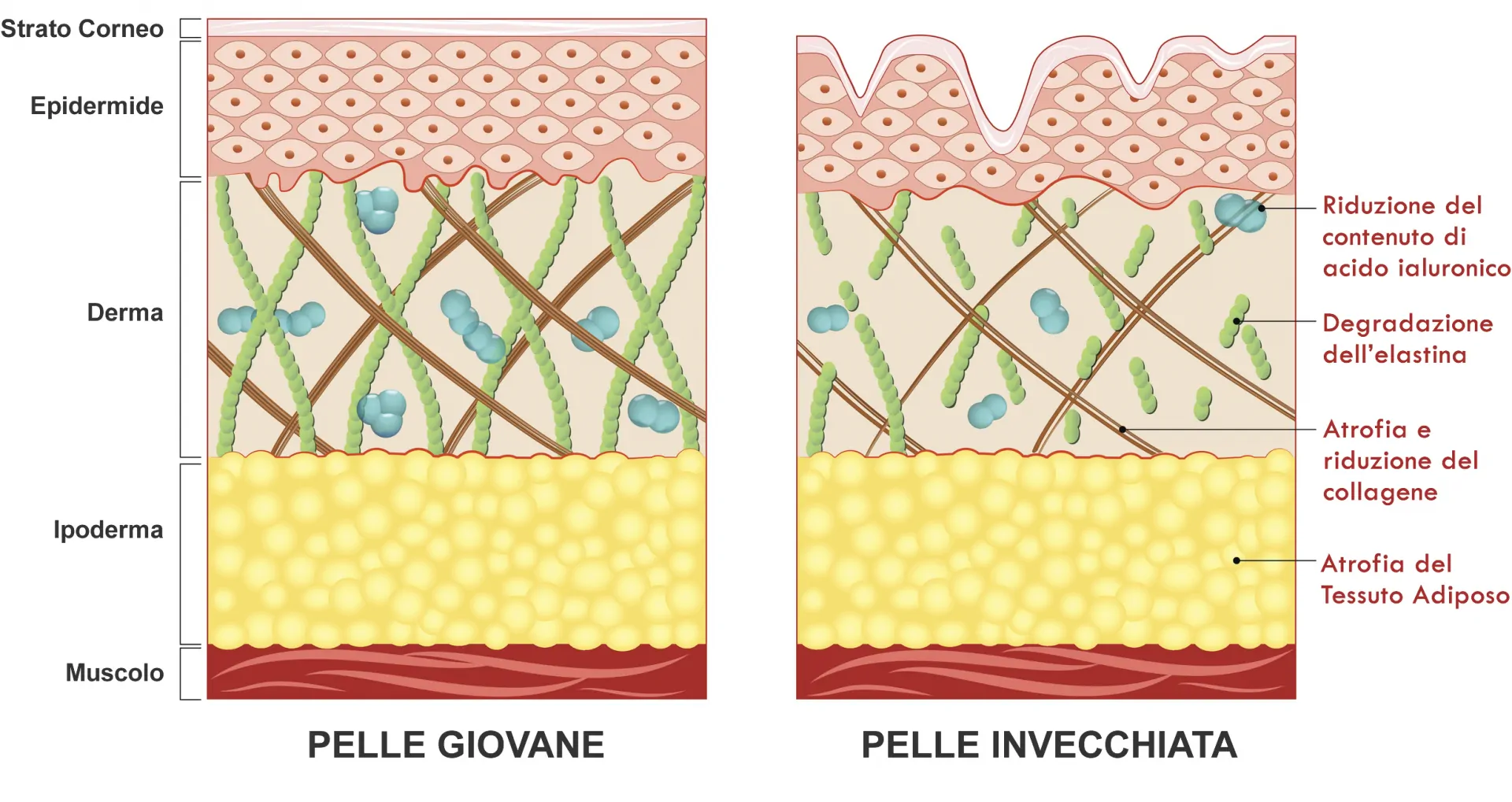 Invecchiamento Pelle - Elastina e Collagene