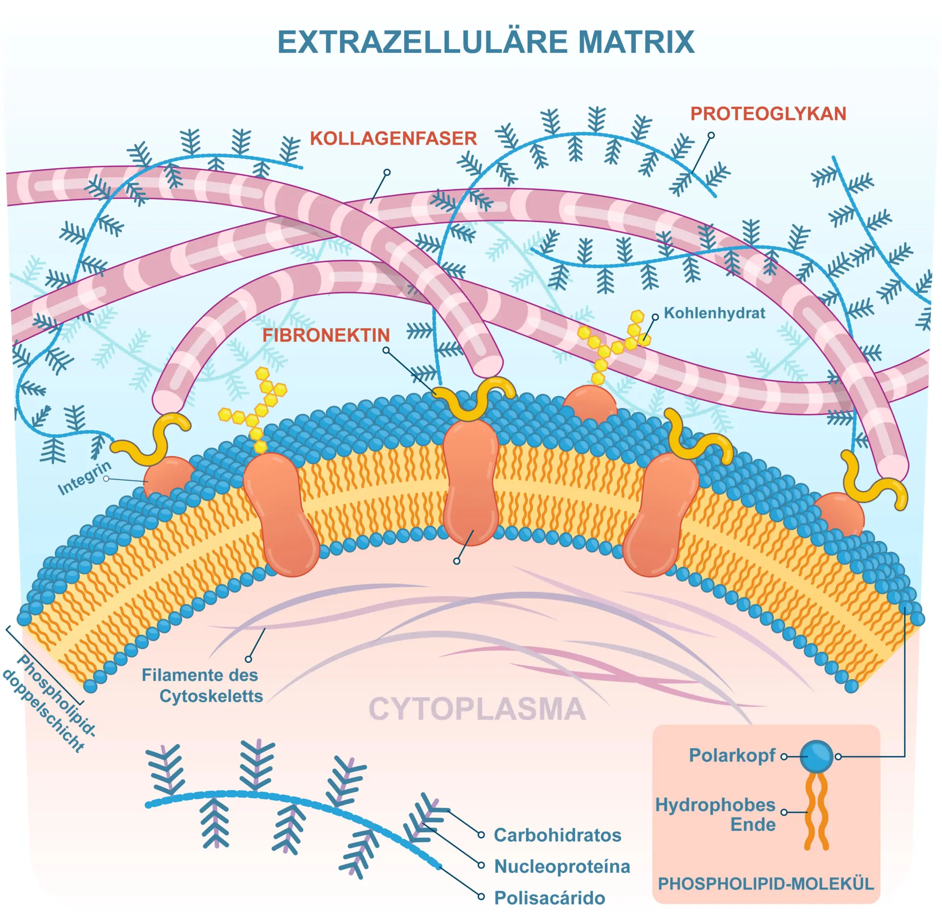 matriz extracellular