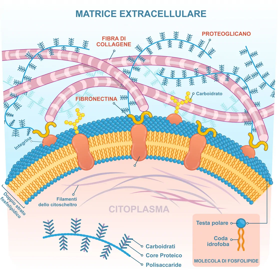 Matrice extracellulare