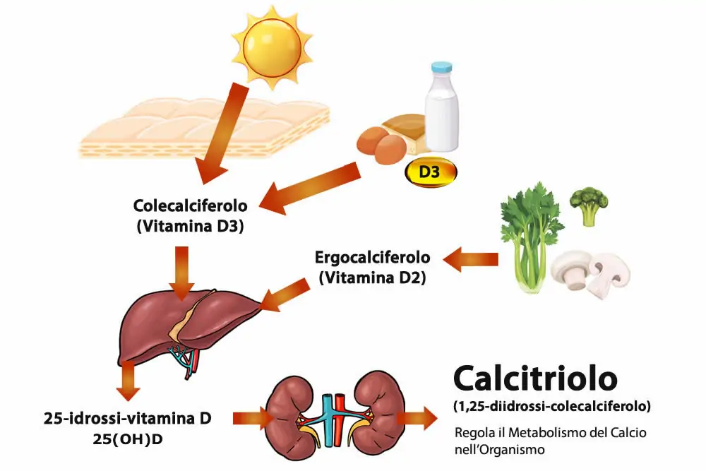 Vitamina D Metabolismo