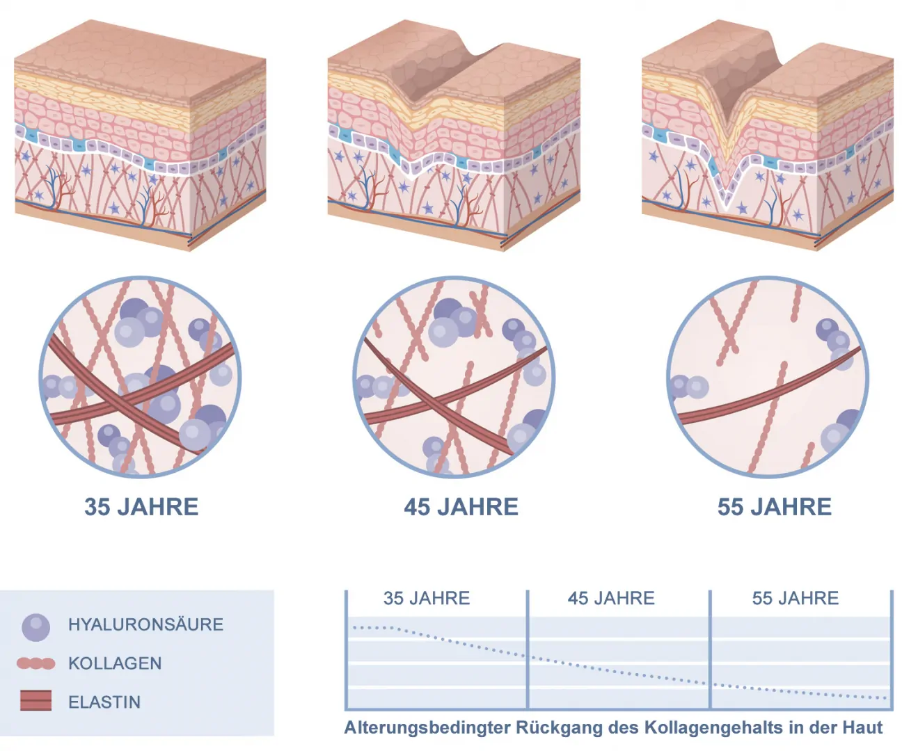 alterndes kollagen