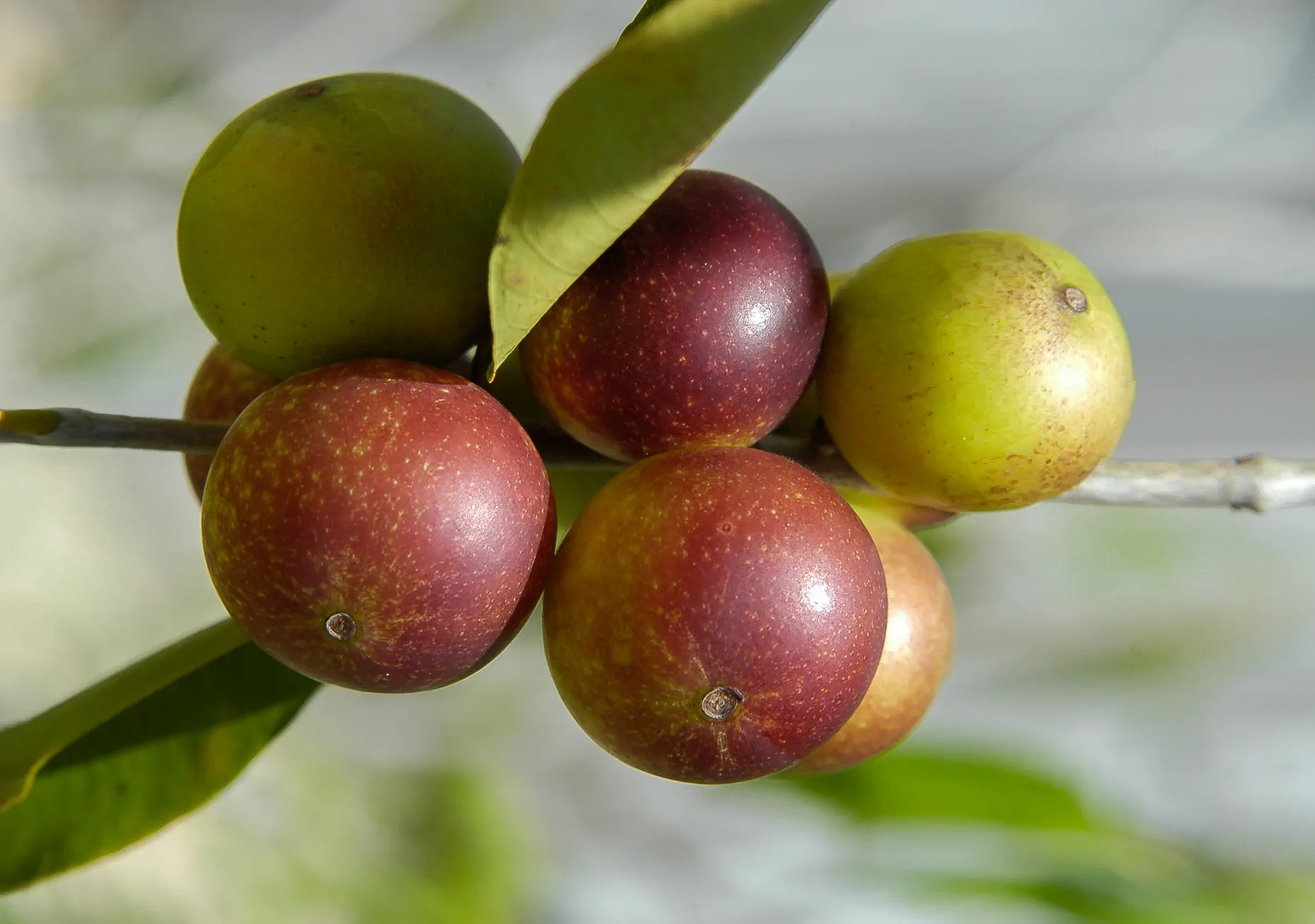 Camu Camu Frutto