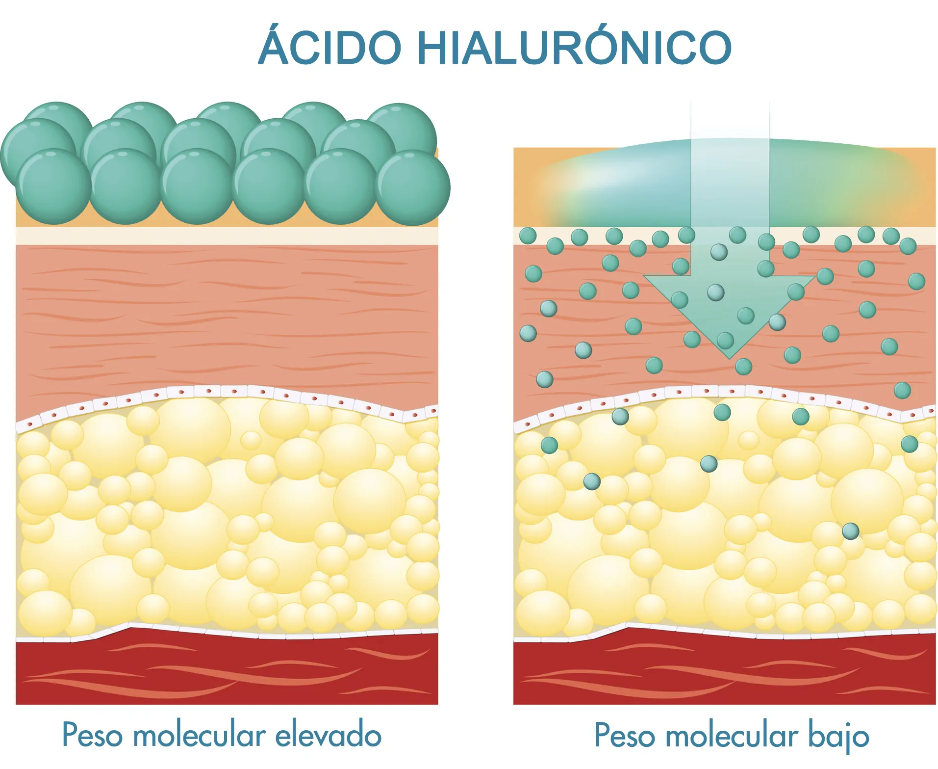 ÁCIDO HIALURÓNICO Peso molecular